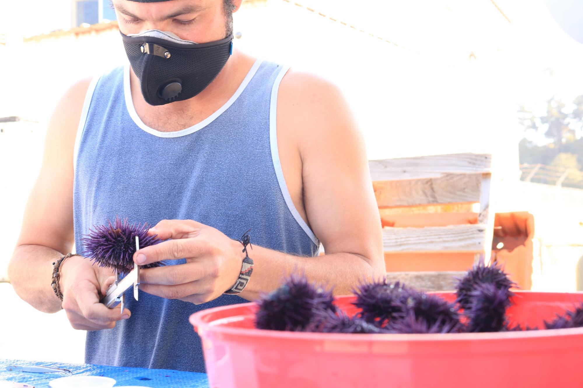 A man in a blue tank top and mask measures a purple urchin with a metal tool. In front of him, there is a large, red, plastic bucket of purple urchins.