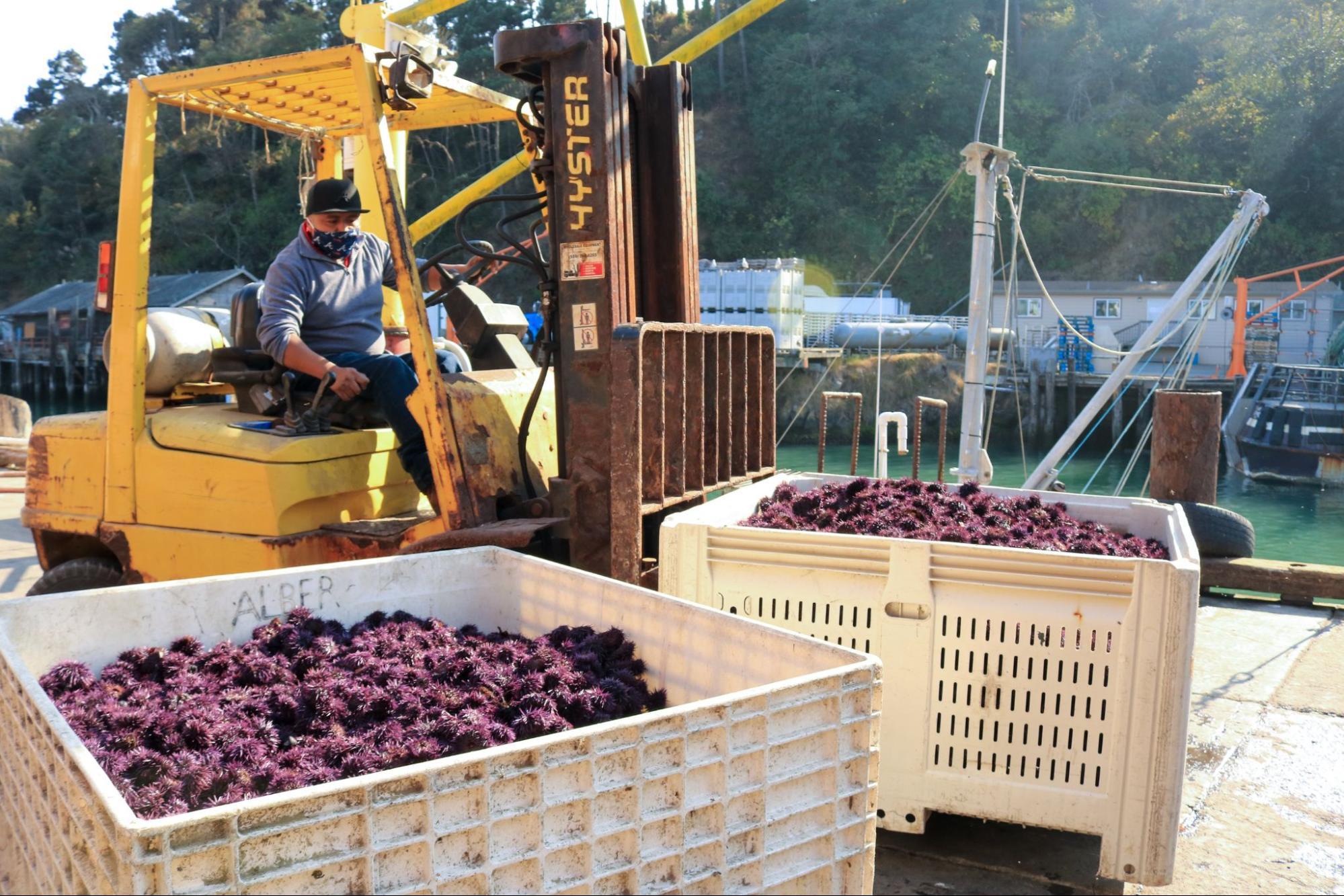 A man in a long-sleeved blue shirt and face bandana drives a yellow forklift with a large, white crate teeming with spiny purple orbs (urchins). Another large crate full or urchins stands in the foreground. In the back, water and docks are visible.