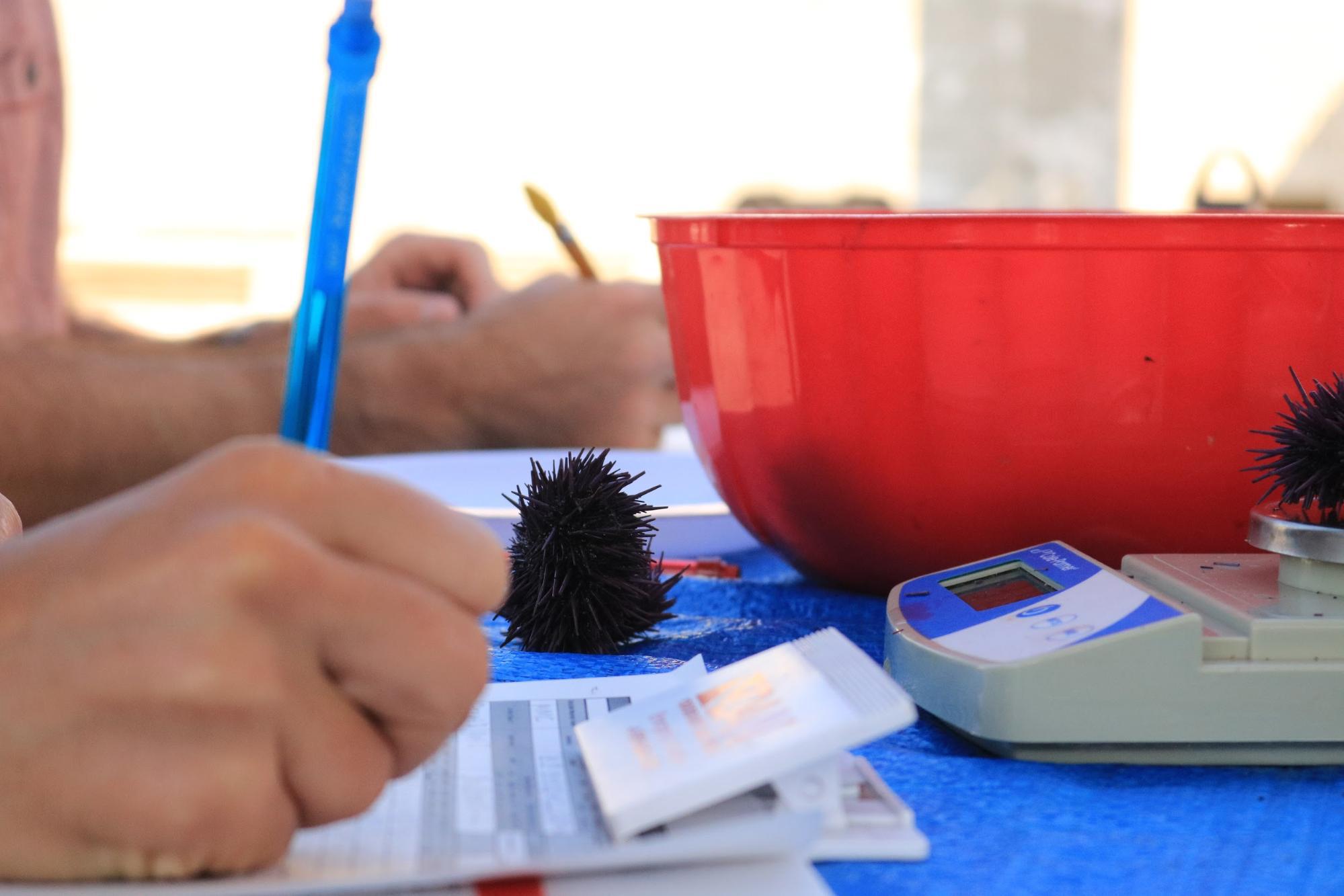 A close-up of hands holding a blue pen writing on a sheet of paper. On the same table is a blue cloth with a scale and a red plastic bowl. On the scale is a purple urchin. Another purple urchin in on the table next to the bowl.