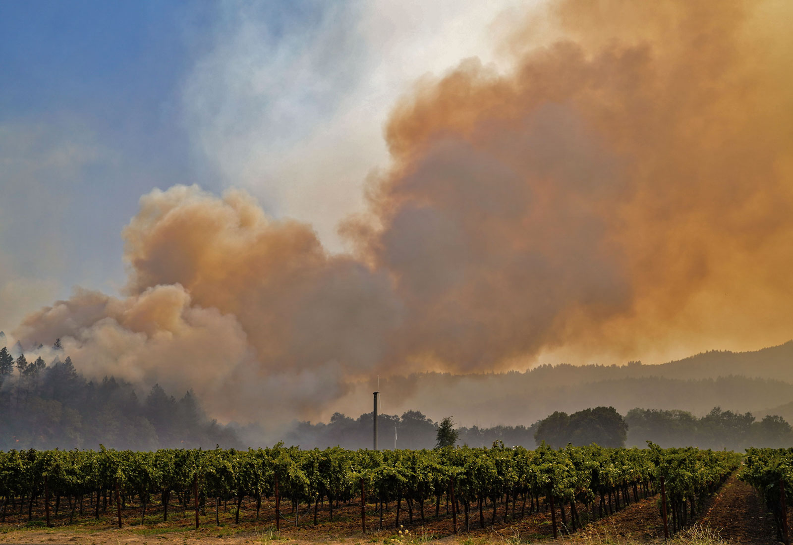 Smoke from a wildfire rising above a field of grape vines