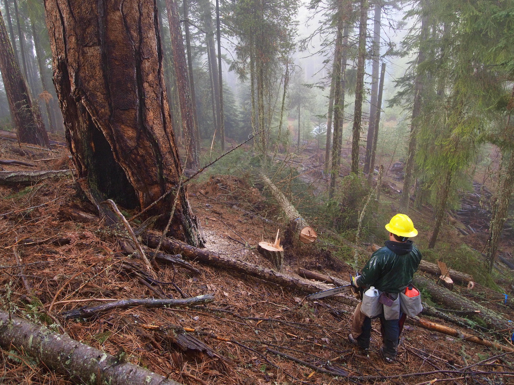 A worker cuts down a tree in a forest near Ashland, Oregon, as part of a larger wildfire prevention strategy.
