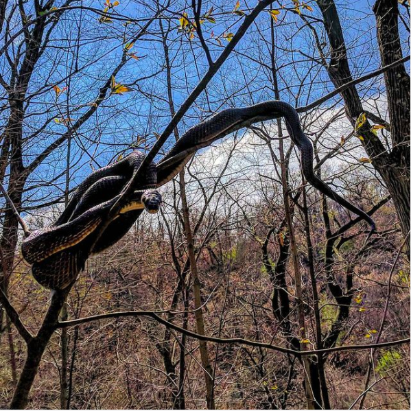 a large black snake encircles a tree branch against a blue sky
