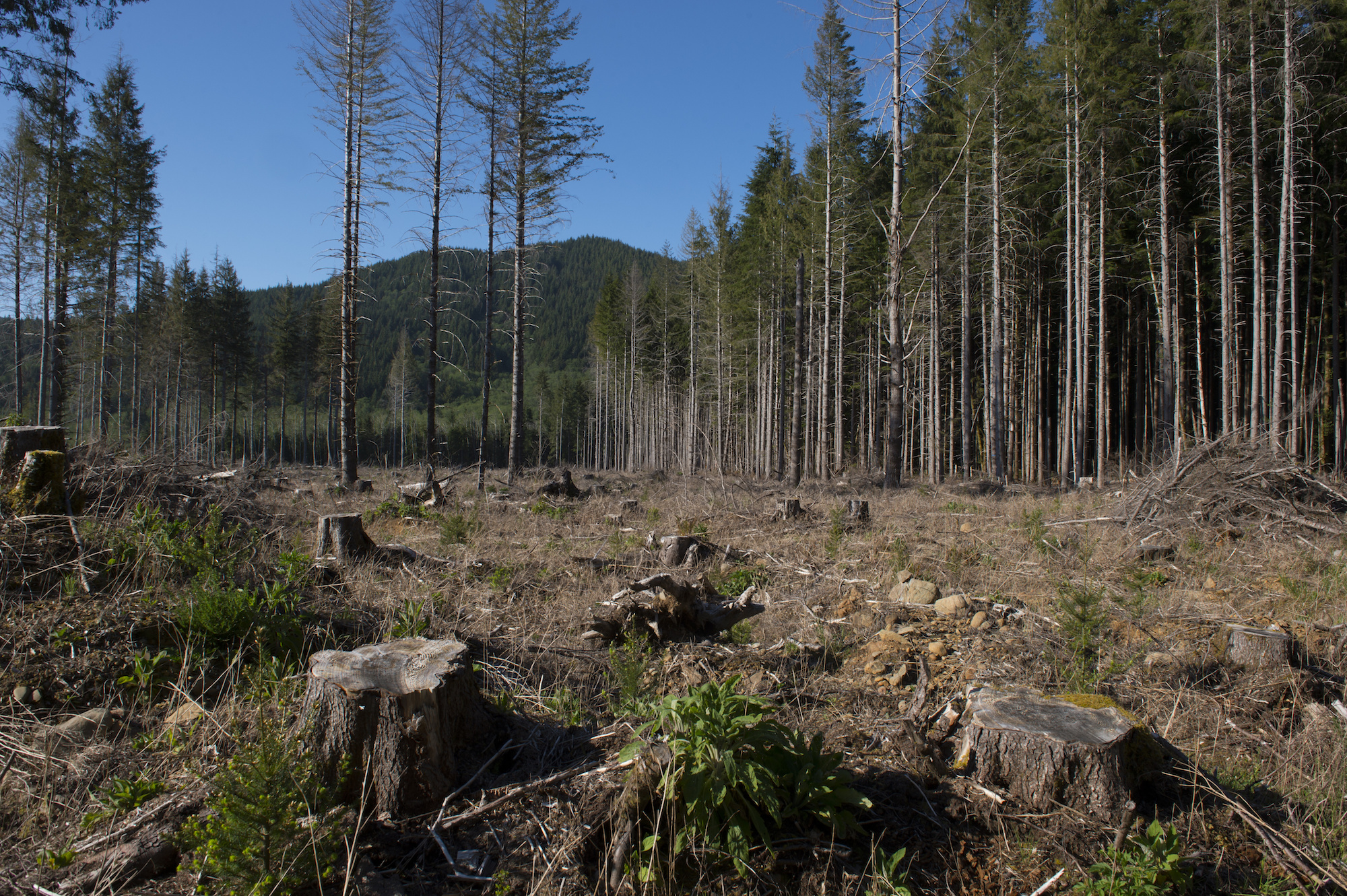 a large field of stumps where large old growth trees once stood. In the background, blue skies and tall green trees.