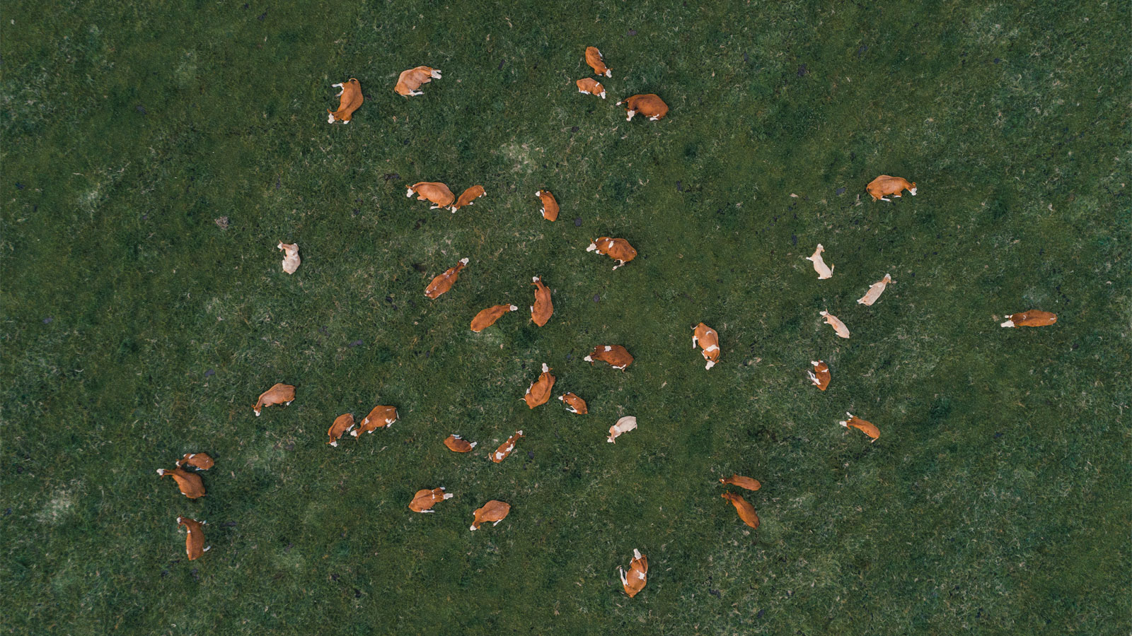 Cattle seen from above