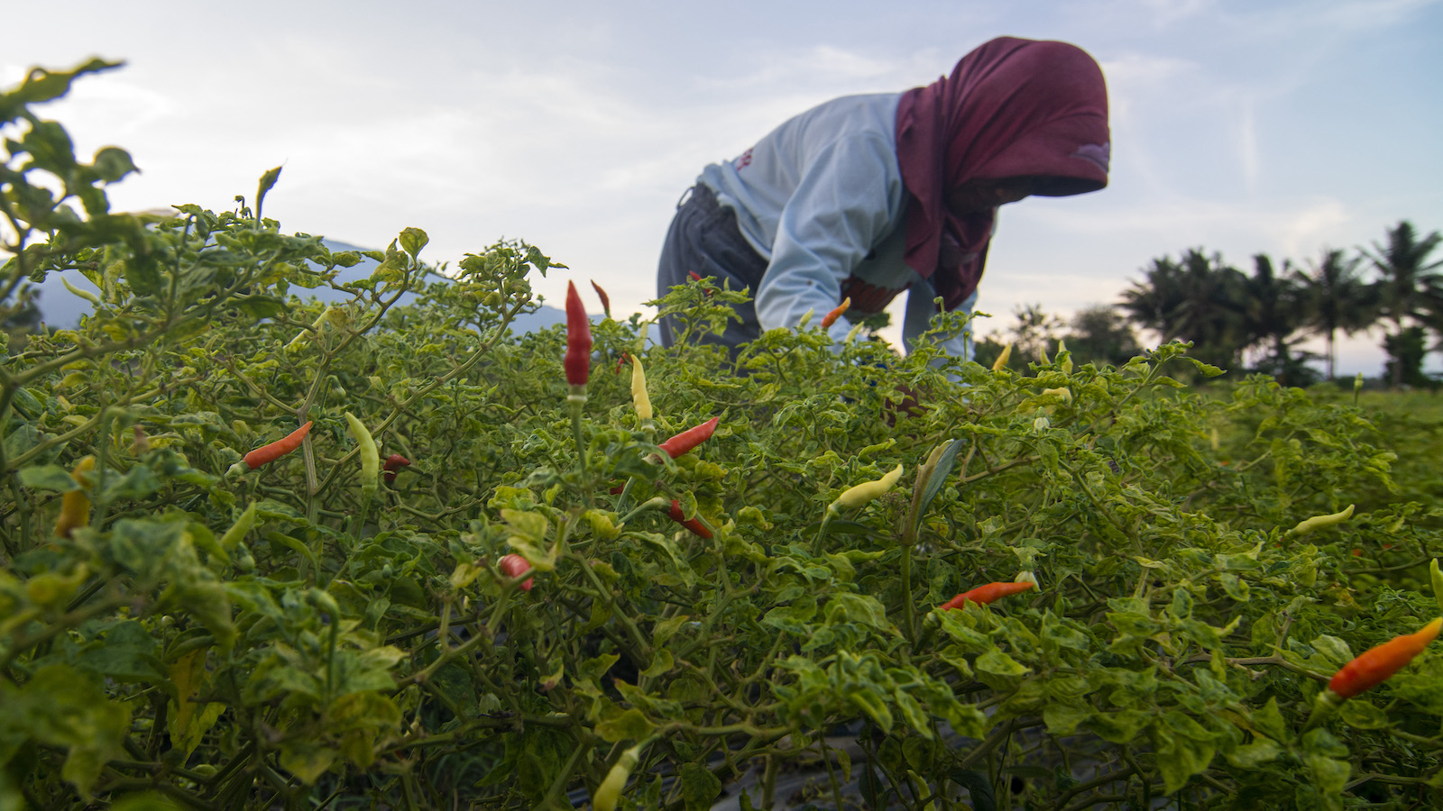 A farmer harvest cayenne peppers.