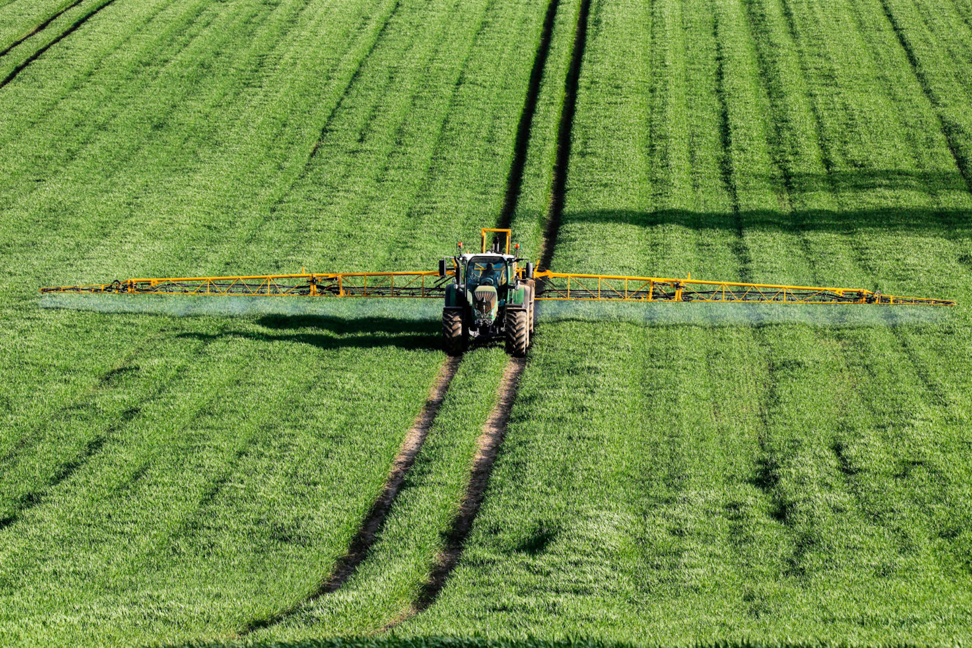 On a sunny day, a huge tractor sprays fertilizer on a green wheat field in England