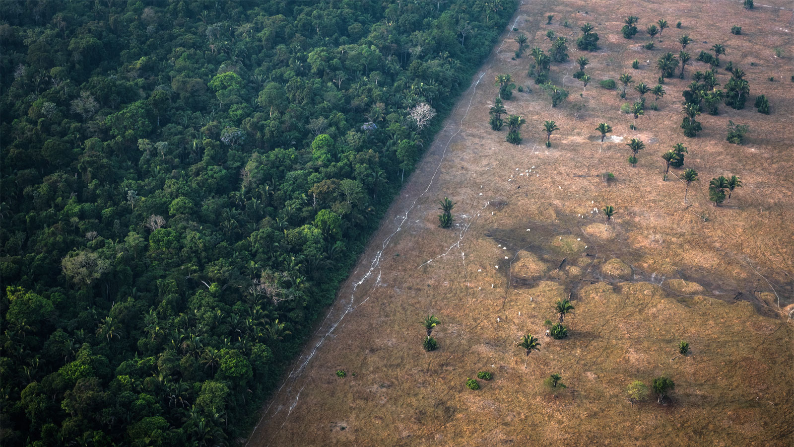 Aerial view showing trees and empty field due to deforestation