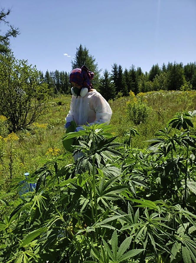 A woman in respirator and hazmat suit waters a bushy plot of hemp.