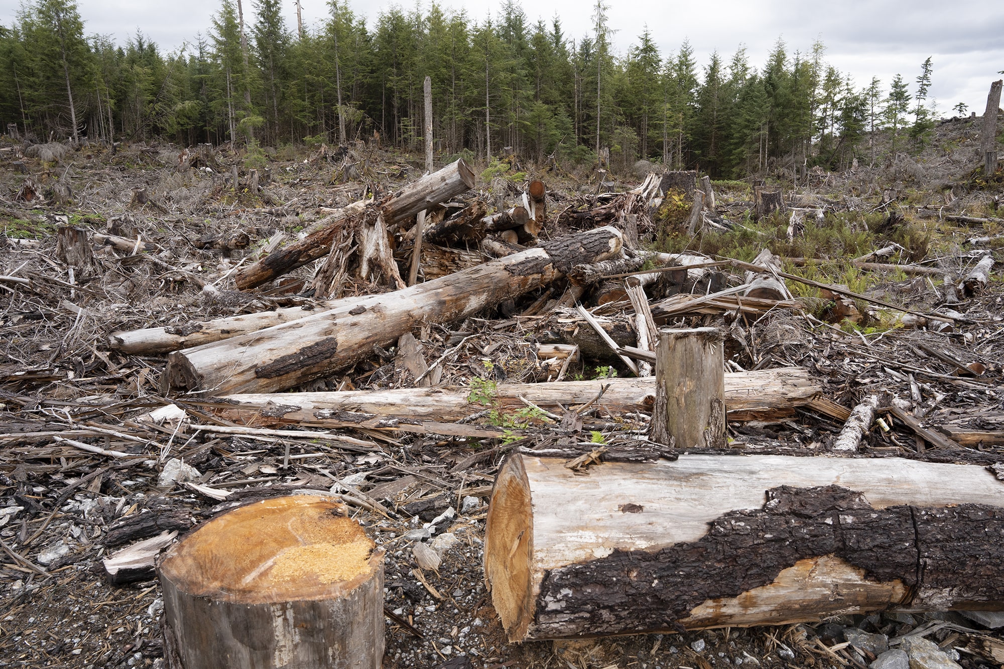 a large pile of wood debris and logs felled near a green forest