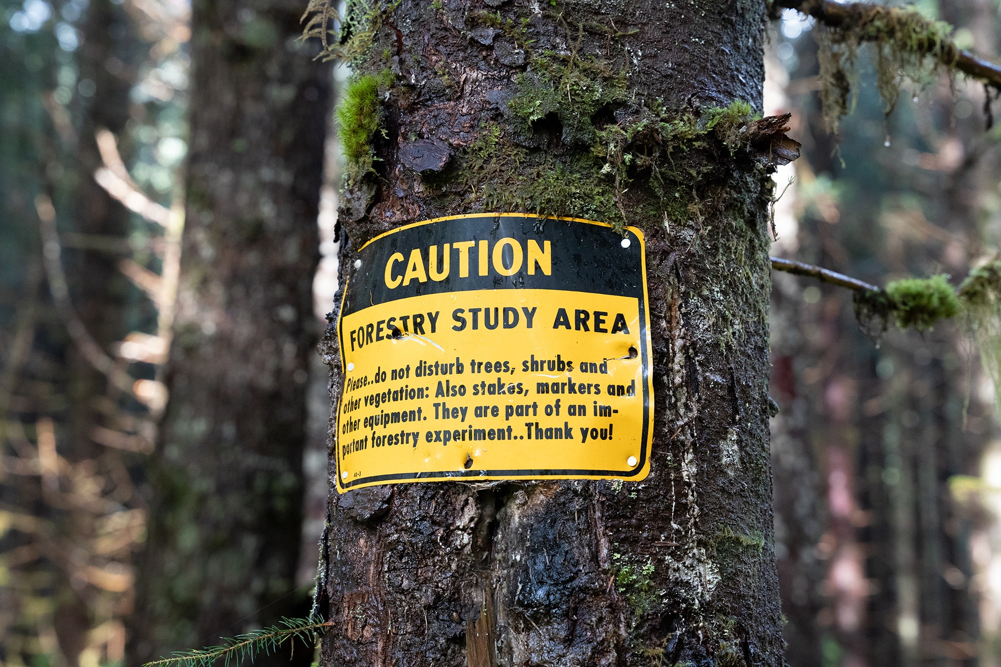 A tree trunk covered in lichen with a large yellow sign on it saying caution forestry study area