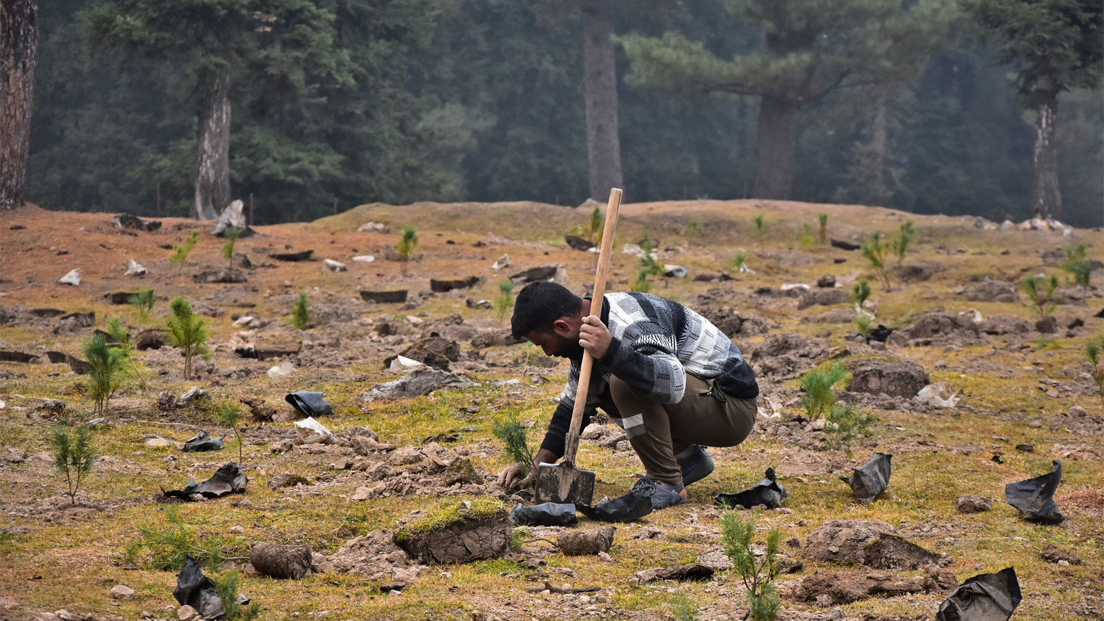 A man crouching and planting a tree in a field with newly planted trees