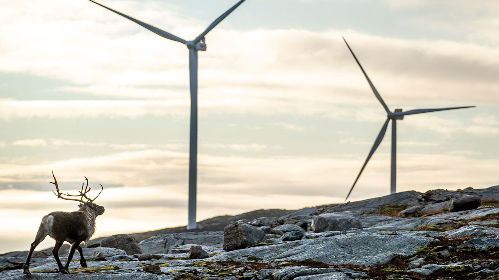 A reindeer walks up a rocky hill with two wind turbines close in the background