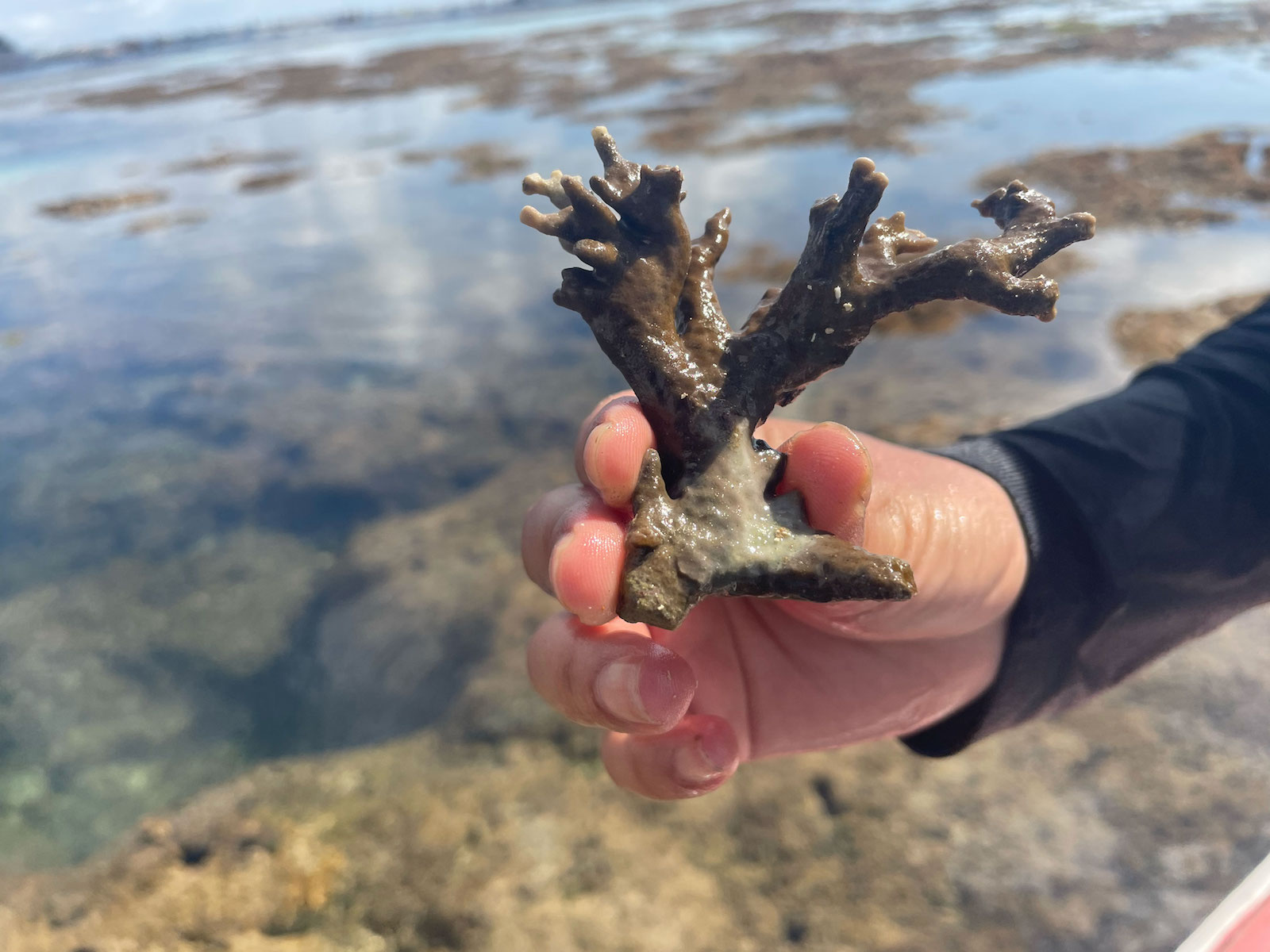 a hand holds a brown piece of coral