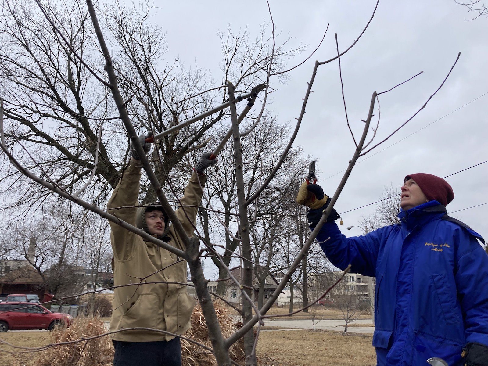 A man in a hoodie and heavy jacket holds a large pair of pruning shears to cut a bare tree branch. A woman dressed in red beanie and blue jacket stands beside him.