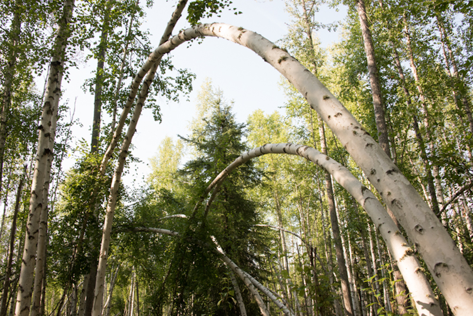 trees with white bark bend in an arc