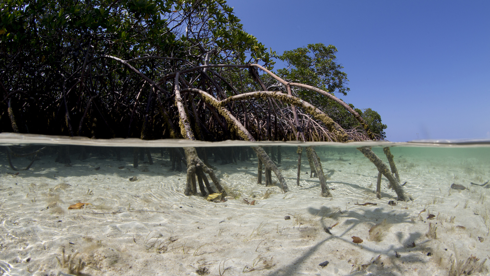 Mangrove roots grow out of white sand in the shallow waters off the Bahamas.