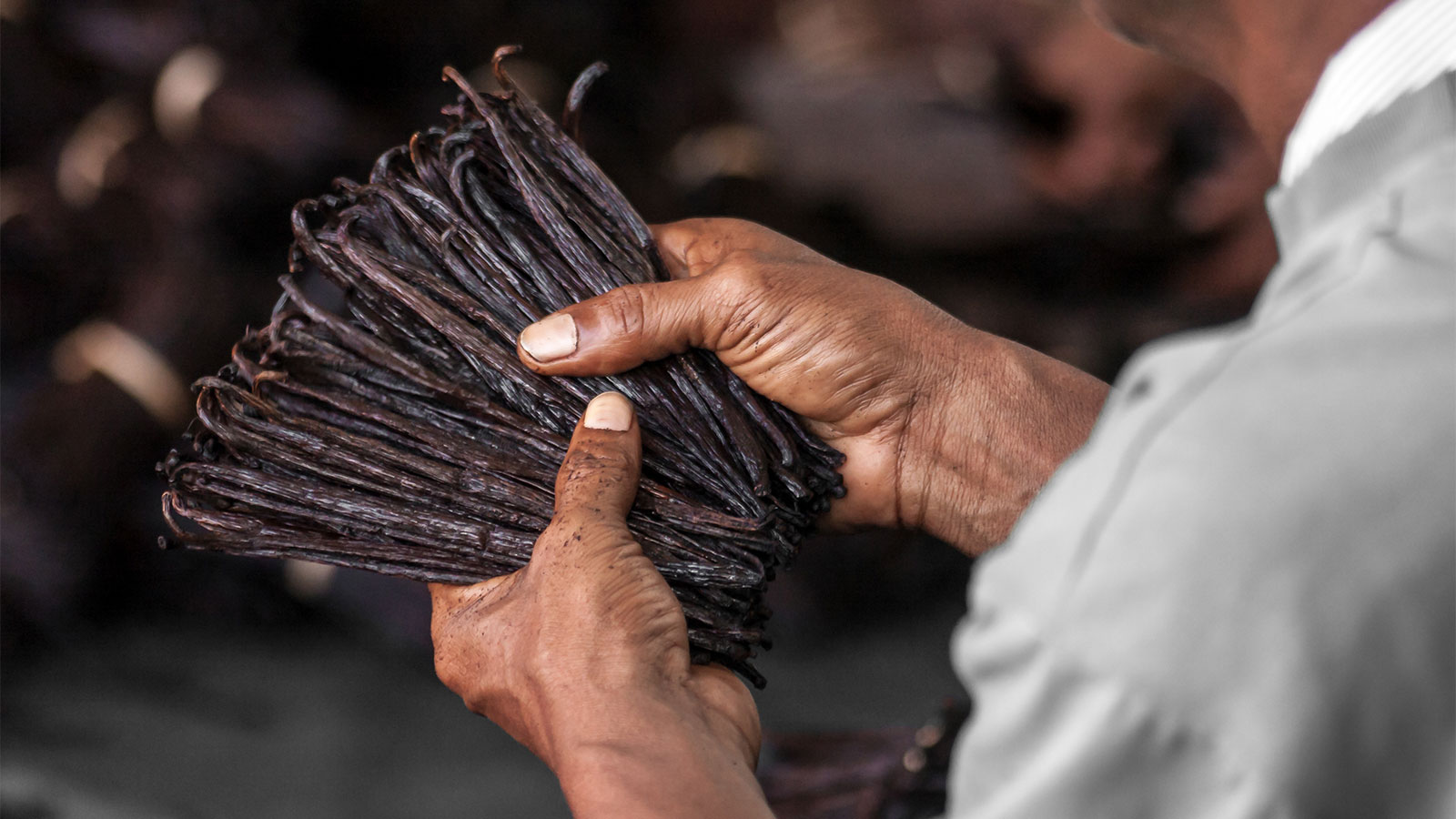 Over the shoulder view of hands holding dozens of vanilla bean pods