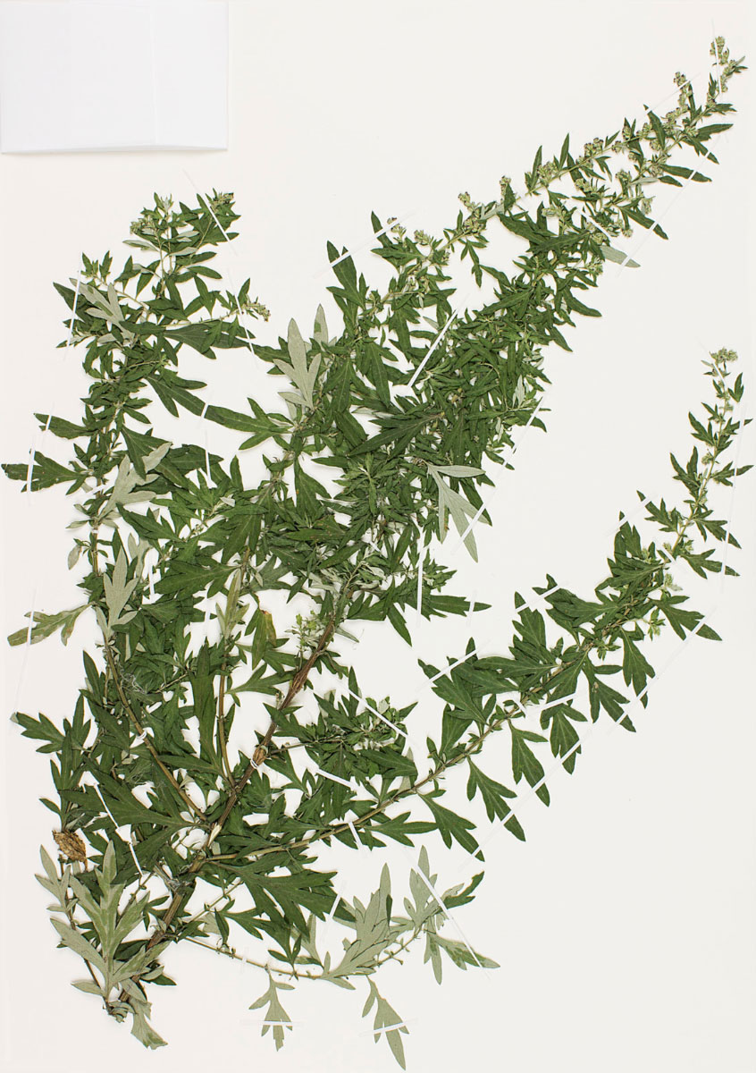 Scanned image of Mugwort, a branch with many arms with clusters of narrow green leaves