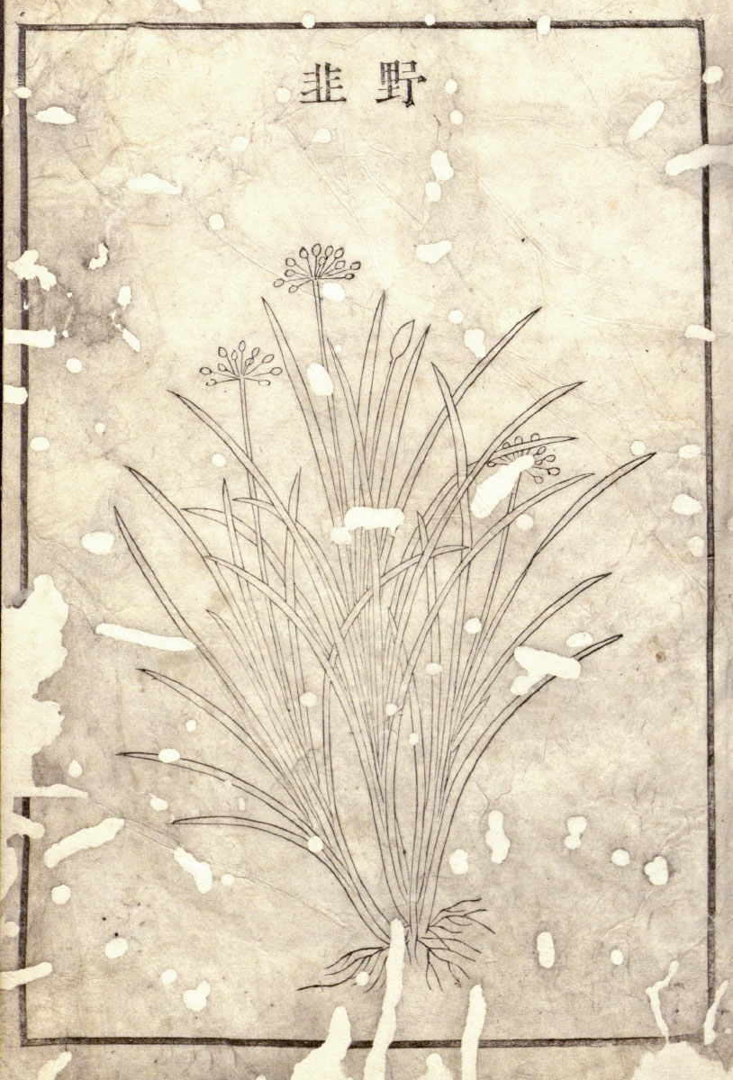 17th or 18th century Chinese illustration of wild ramps