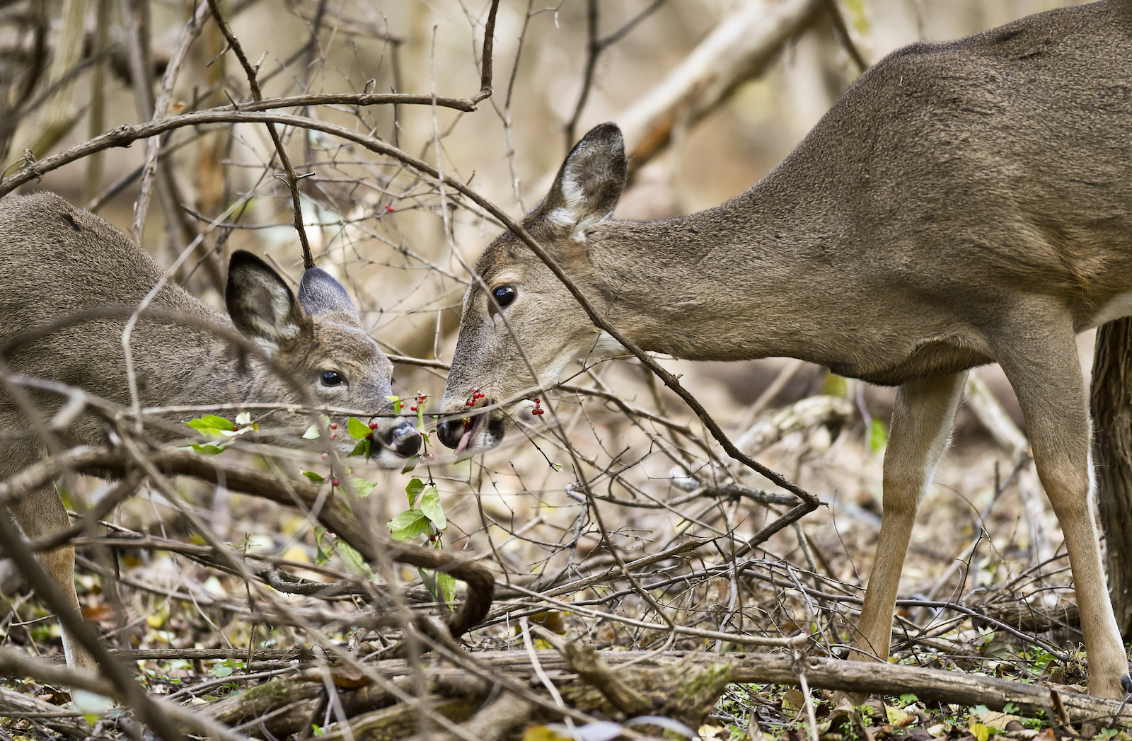 two deer eat berries near branches