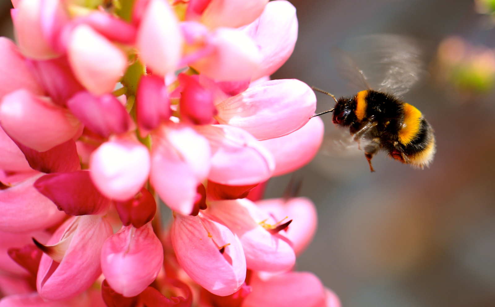 A black and yellow bumblebee floats next to a pink flower