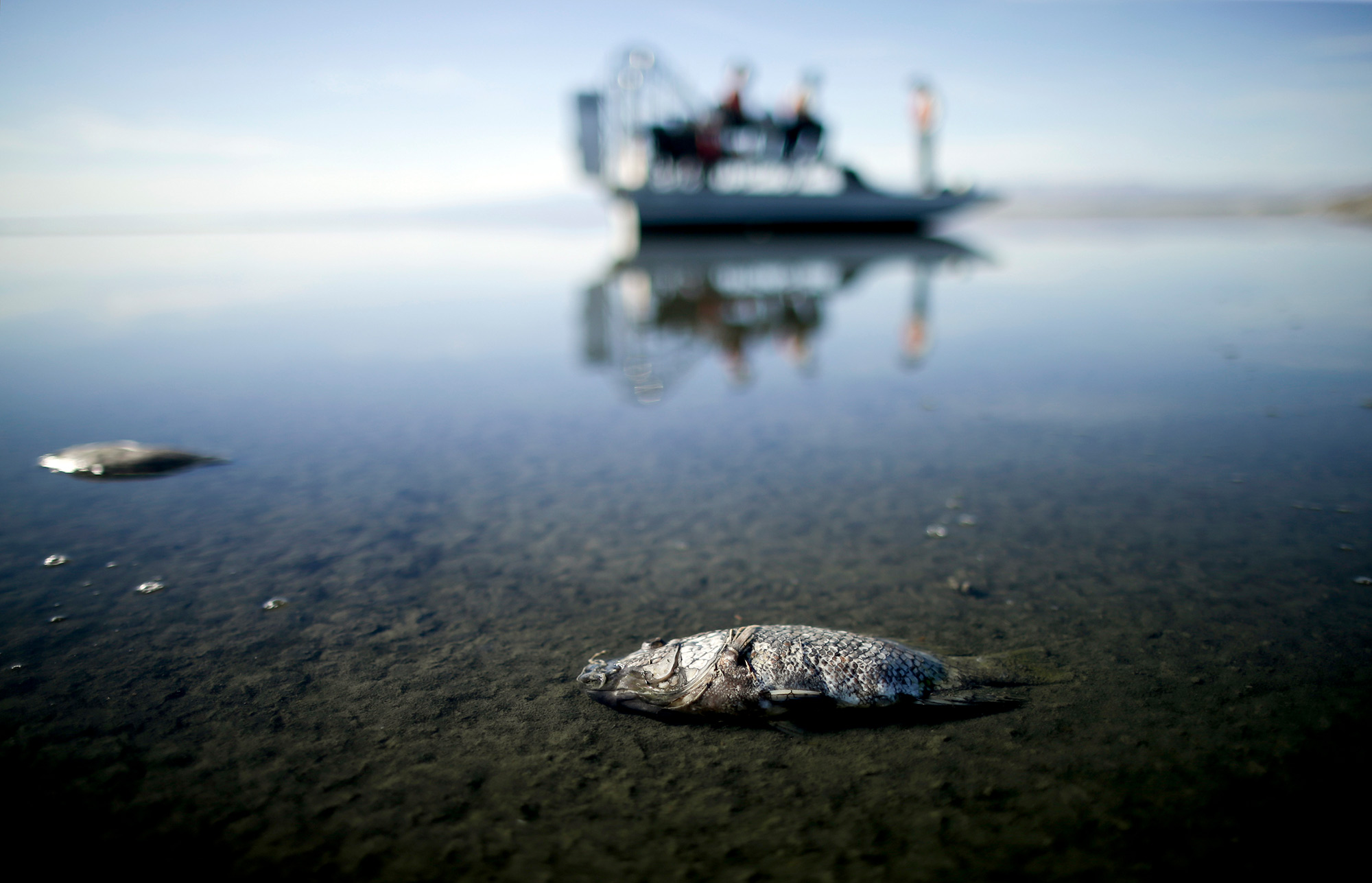 Oxygen-starved tilapia float in a shallow Salton Sea bay
