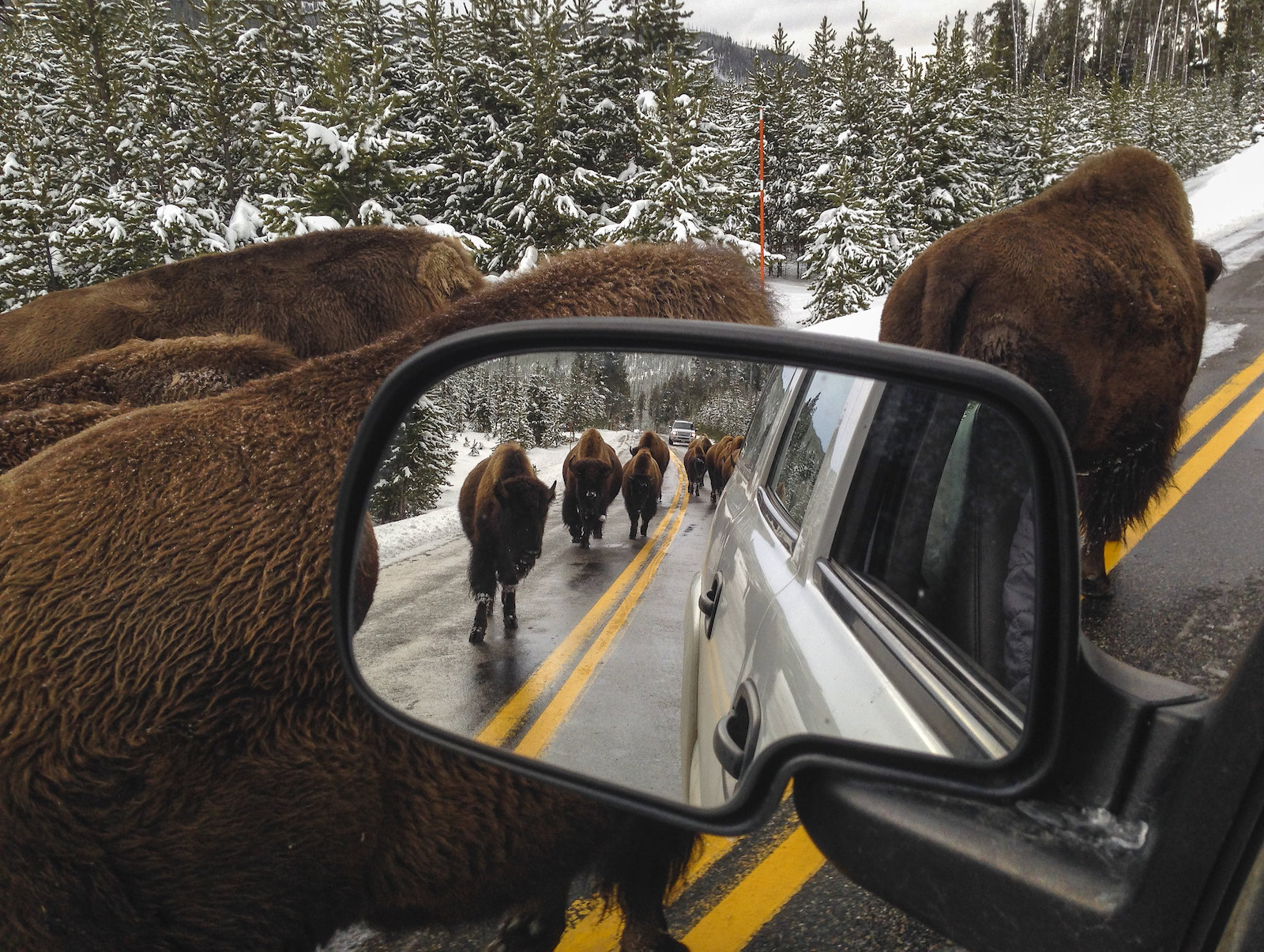 bison walk near a car as seen in a rear view mirror