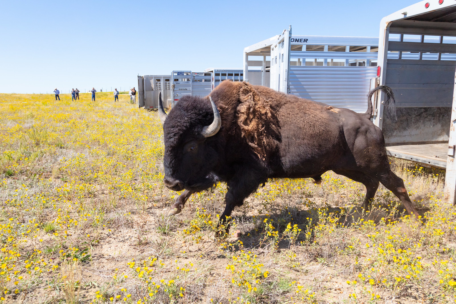 a bison runs away from a truck after release