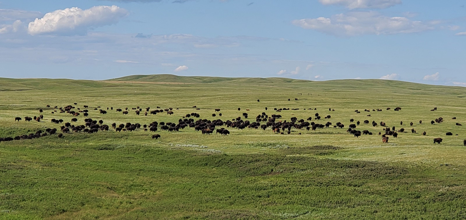 a lot of buffalo on a green field