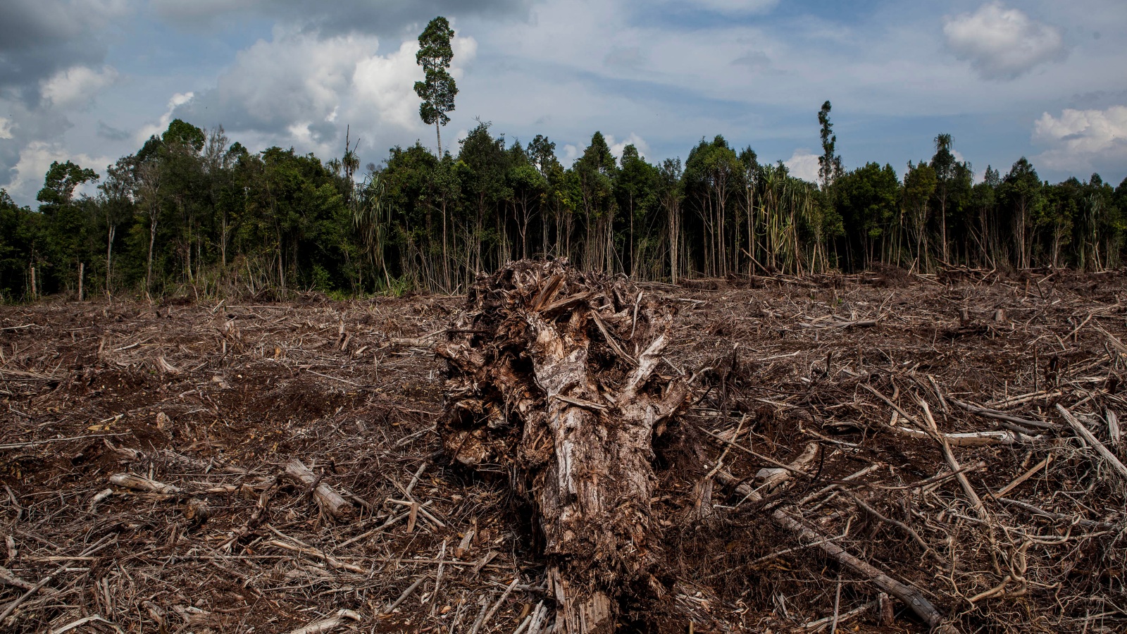 deforestation Indonesia stumps