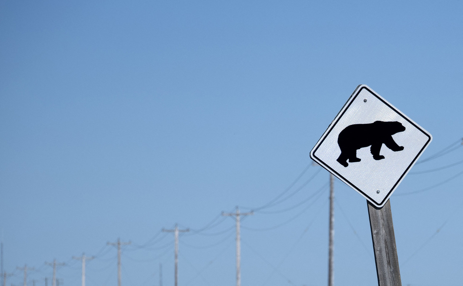 Photo of a polar bear crossing sign