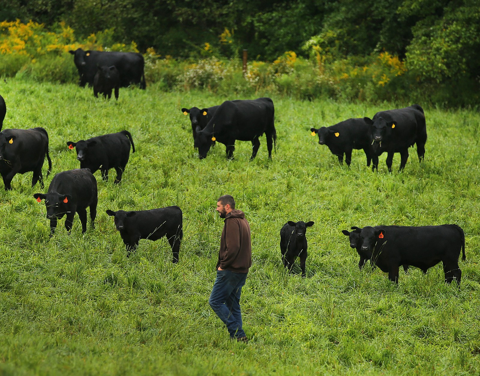 A man in a hoodie stands in a green field among black cows.
