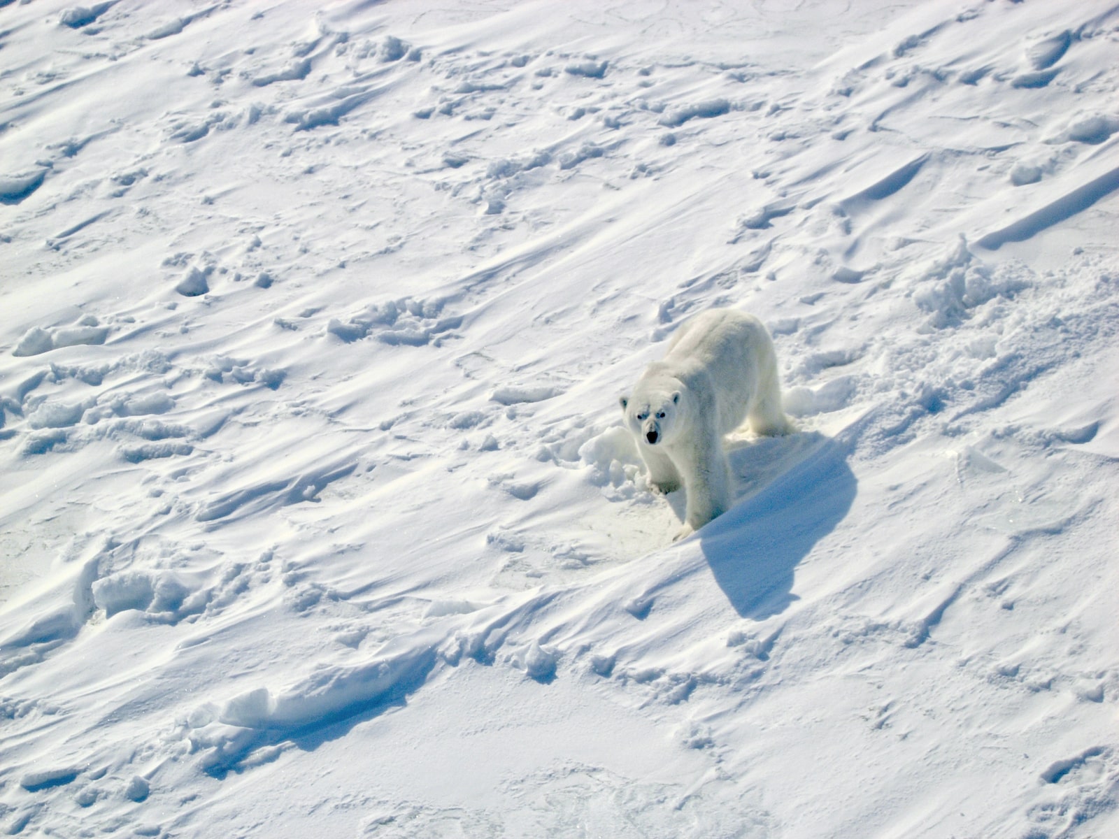 a polar bear walks along snowy ground