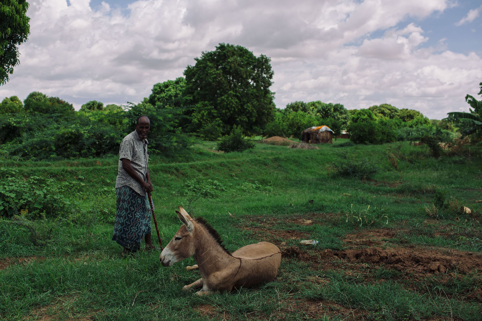 A man stands near a donkey in a green field