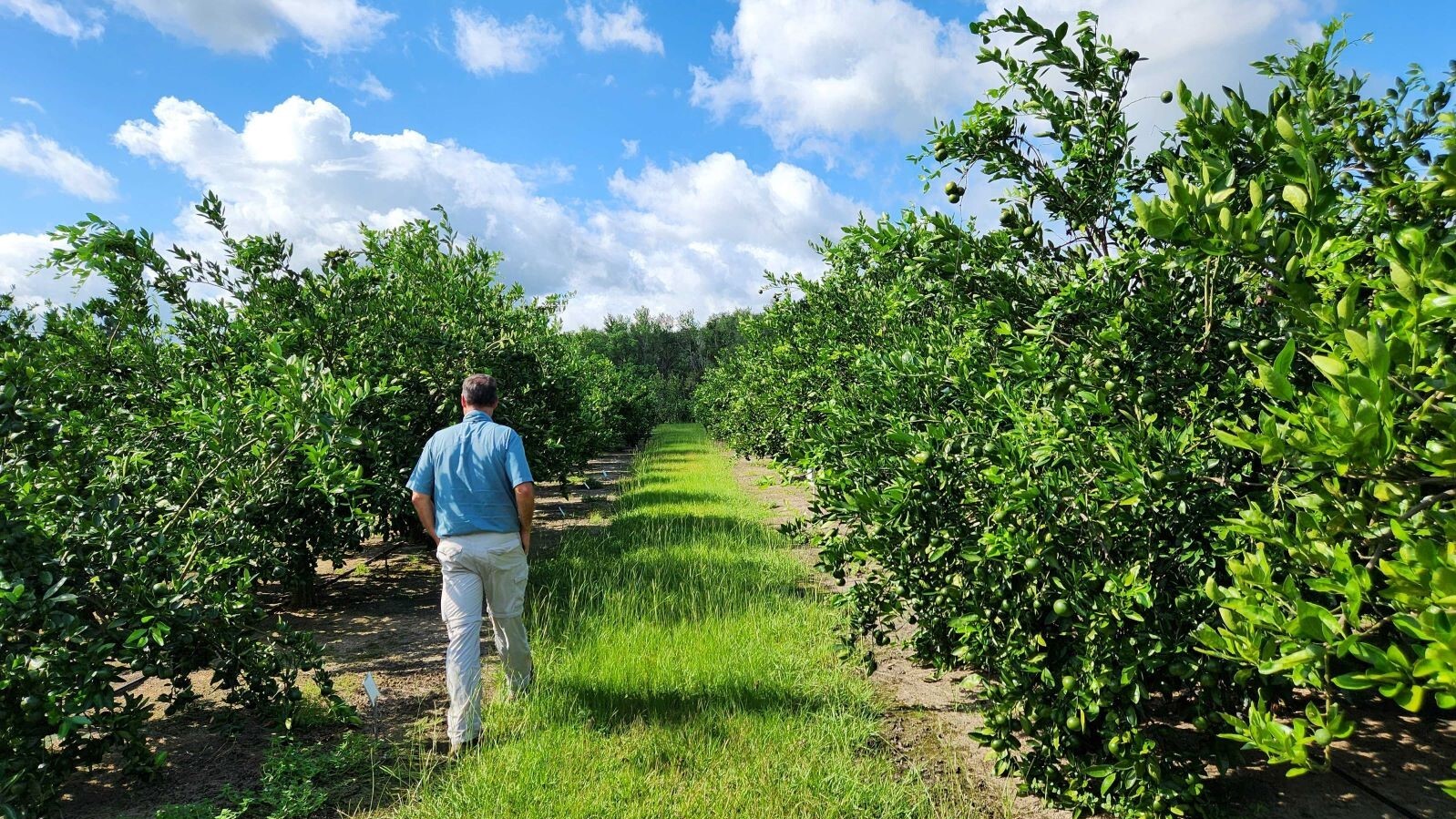 A man is shown walking through a grove of citrus trees.