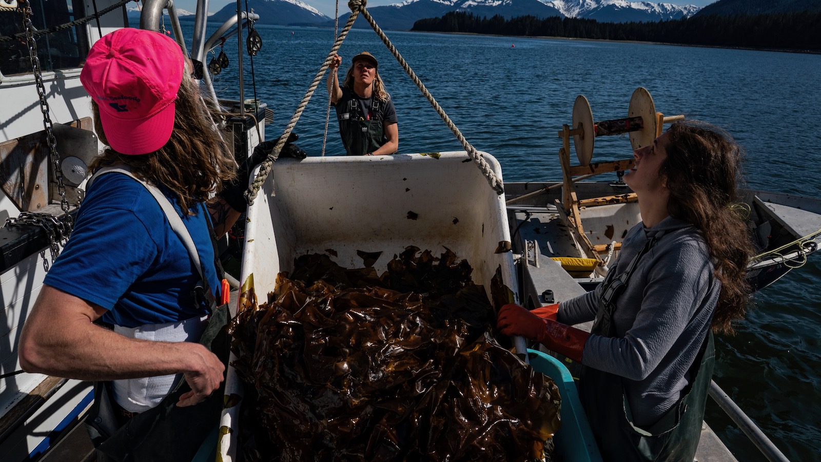 Three people aboard a boat off the coast of Juneau, Alaska haul aboard a basket full of sugar kelp harvested from their farm.