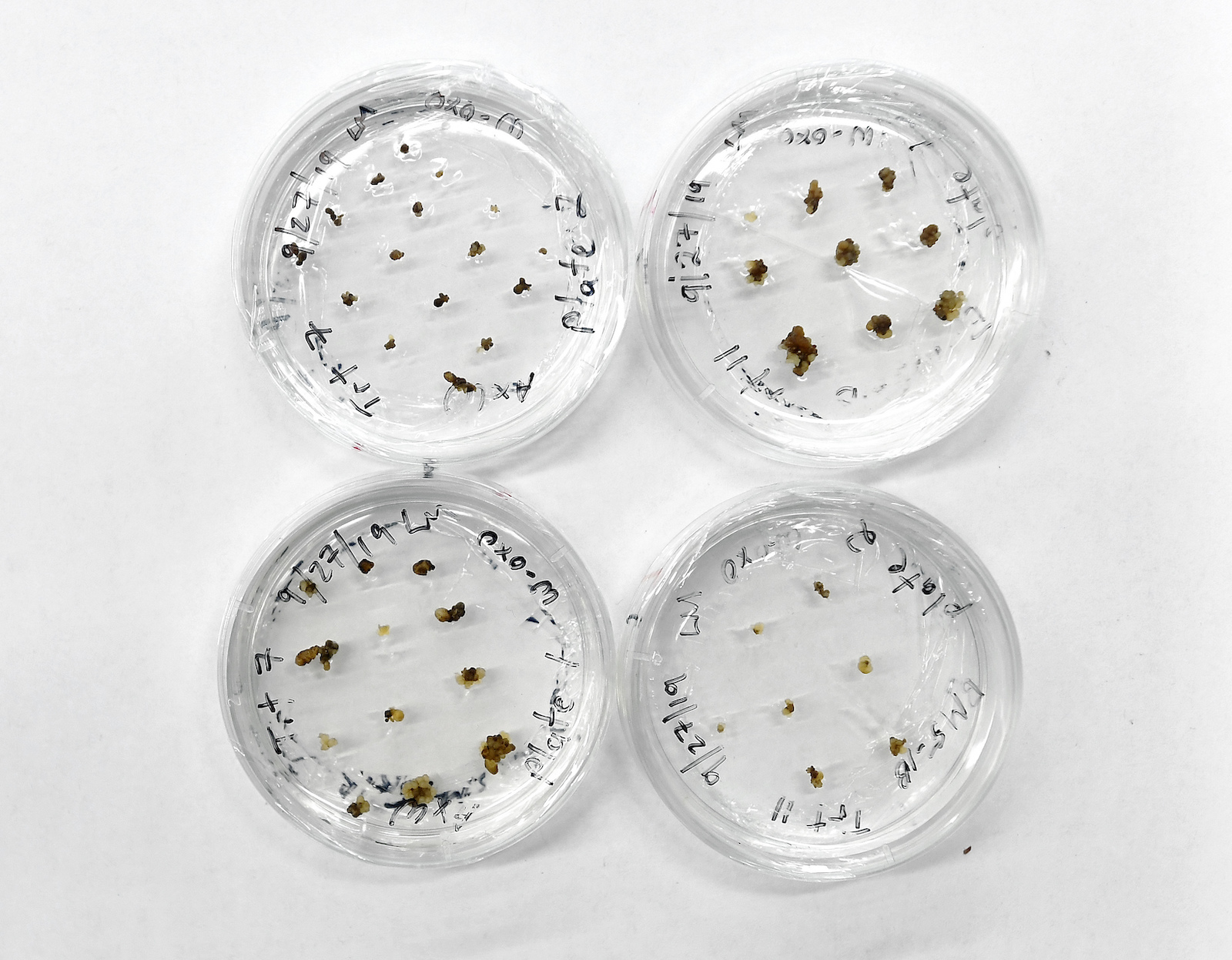 petri dishes with tiny dots that are actually tree embryos