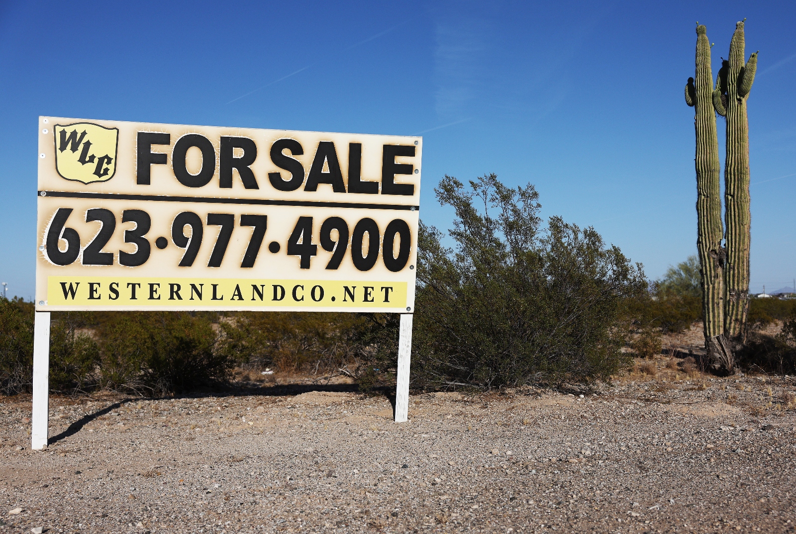 A land for sale sign next to two saguaro cacti.