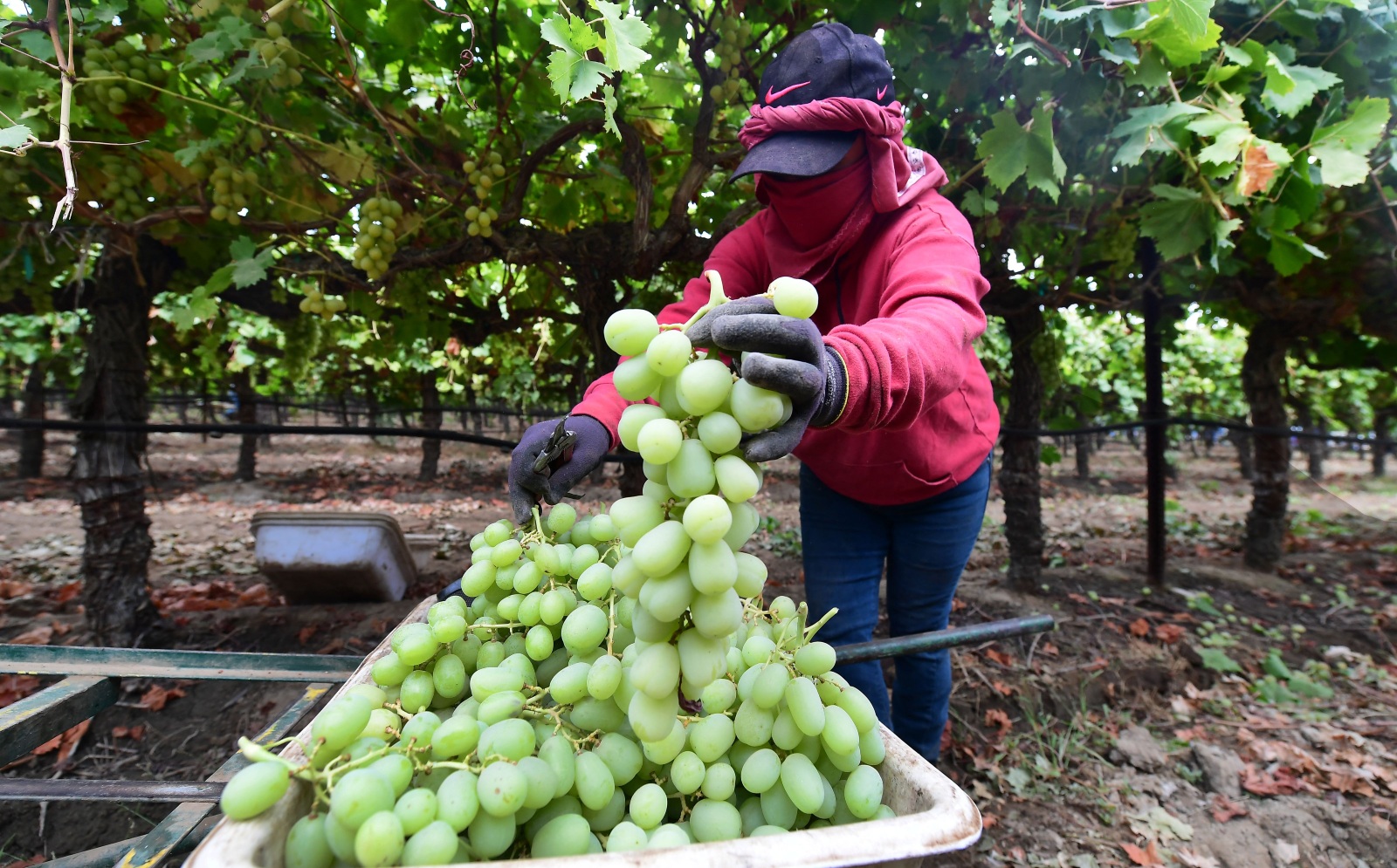 A person in a hooded jacket picks up green grapes in the middle of a vineyard
