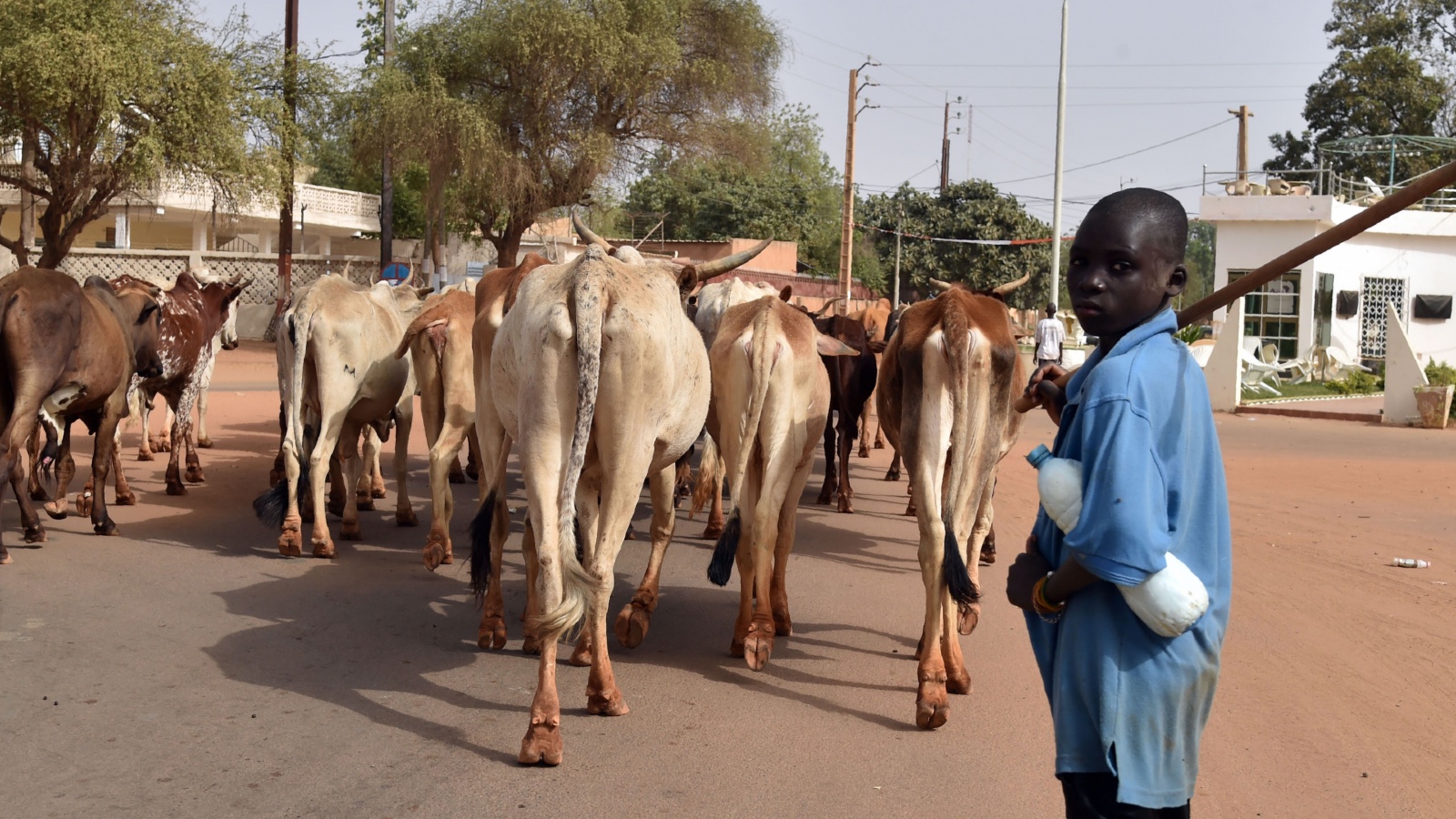 A person herds cattle through the streets of Niamey, Niger.