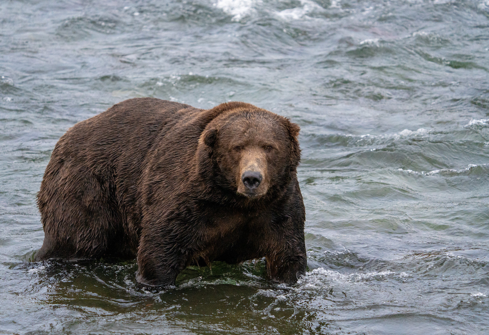 a fat bear in the water