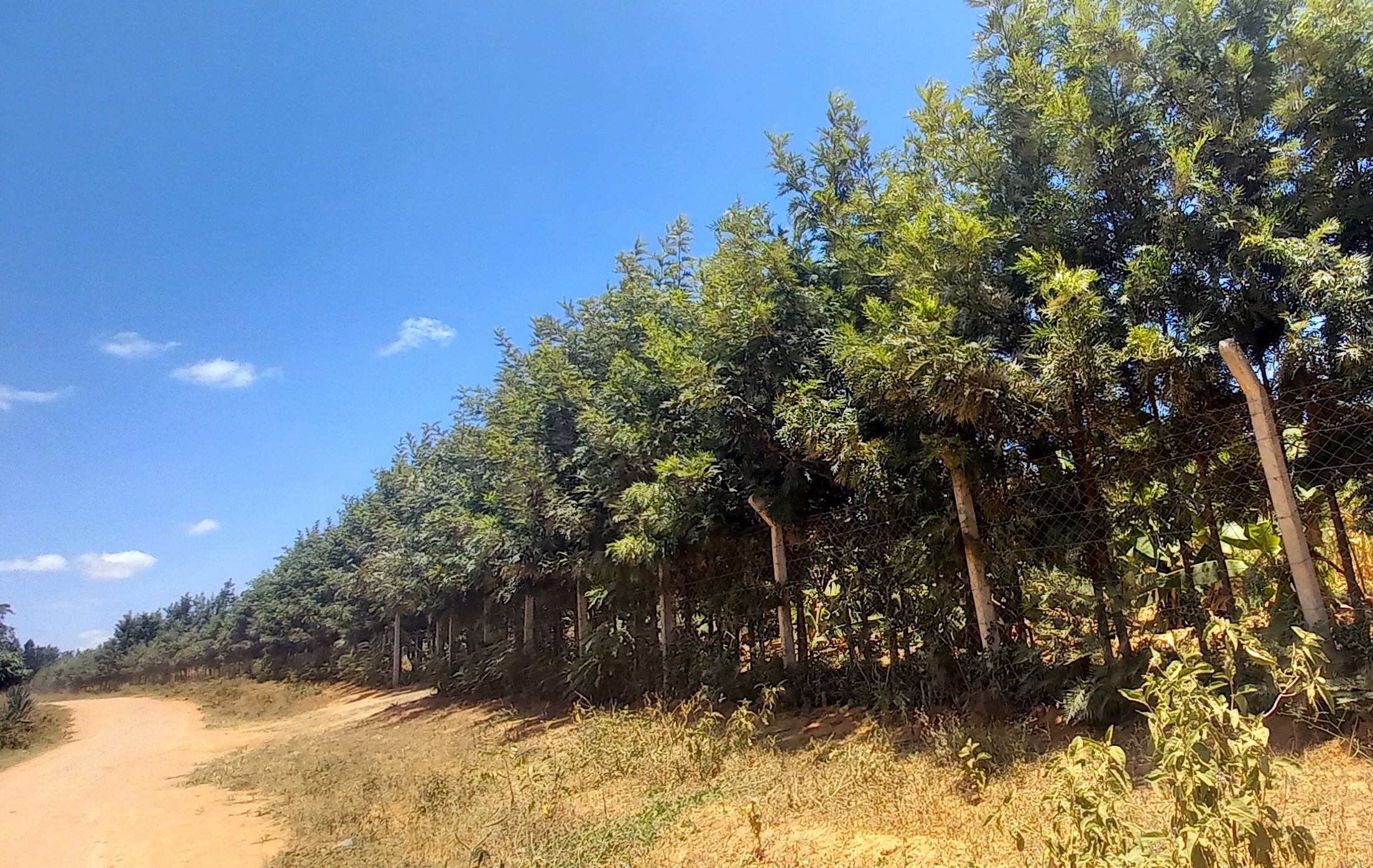 A long line of trees stands next to a dirt road.
